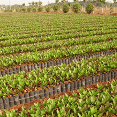 Xử lý hạt giống để nhân giống